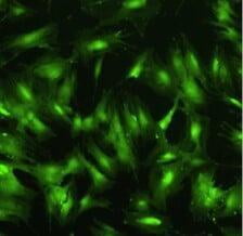 Biocompatibility testing using tissue culture cell cytotoxicity assessment